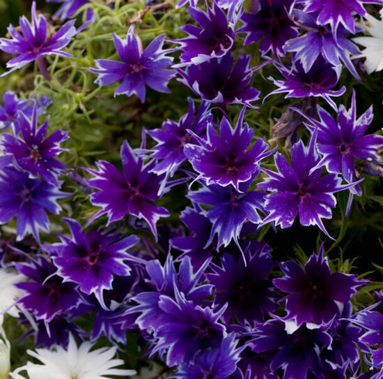 Vasaras floksis 'Popstars Deep Blue'